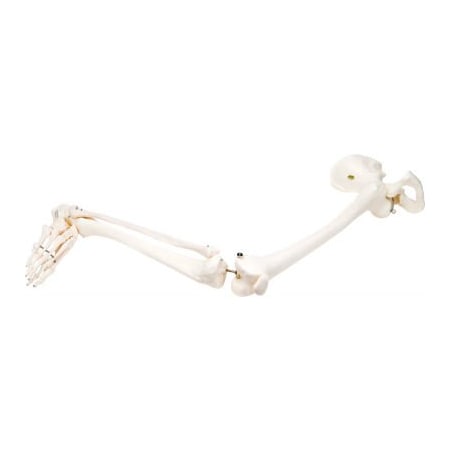 Fabrication Enterprises 3B Anatomical Model - Loose Bones, Leg Skeleton with Hip, Right 12-4587R